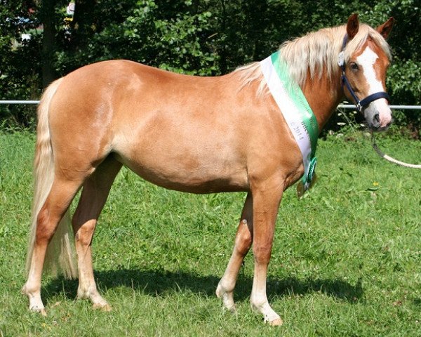 Zuchtstute Kinzighausen Hazy Juna (Connemara-Pony, 2012, von Frederiksminde Hazy Marvel 8 C)