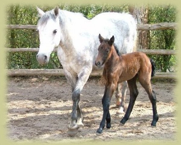 horse Kinzighausen Hazy Muriel (Connemara Pony, 2010, from Hazy Monty)