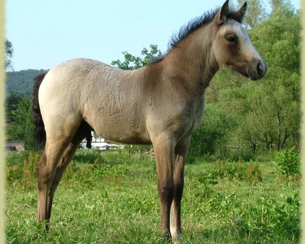 Pferd Kinzighausen Golden Mambo (Connemara-Pony, 2008, von Glaskopf Golden Malcolm)