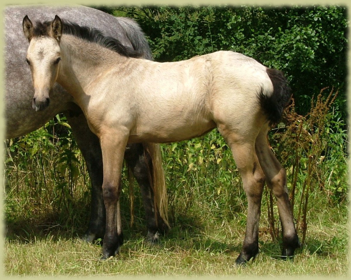 Yegua de cría Kinzighausen Hazy Minou (Pony Connemara, 2008, de Frederiksminde Hazy Marvel 8 C)