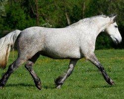 dressage horse Kinzighausen Hazy Merlin (Connemara Pony, 2007, from Frederiksminde Hazy Marvel 8 C)
