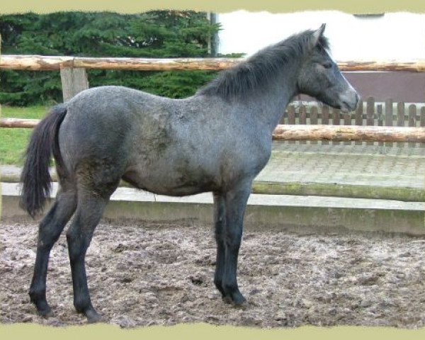 Pferd Kinzighausen Golden Mia (Connemara-Pony, 2006, von Glaskopf Golden Malcolm)