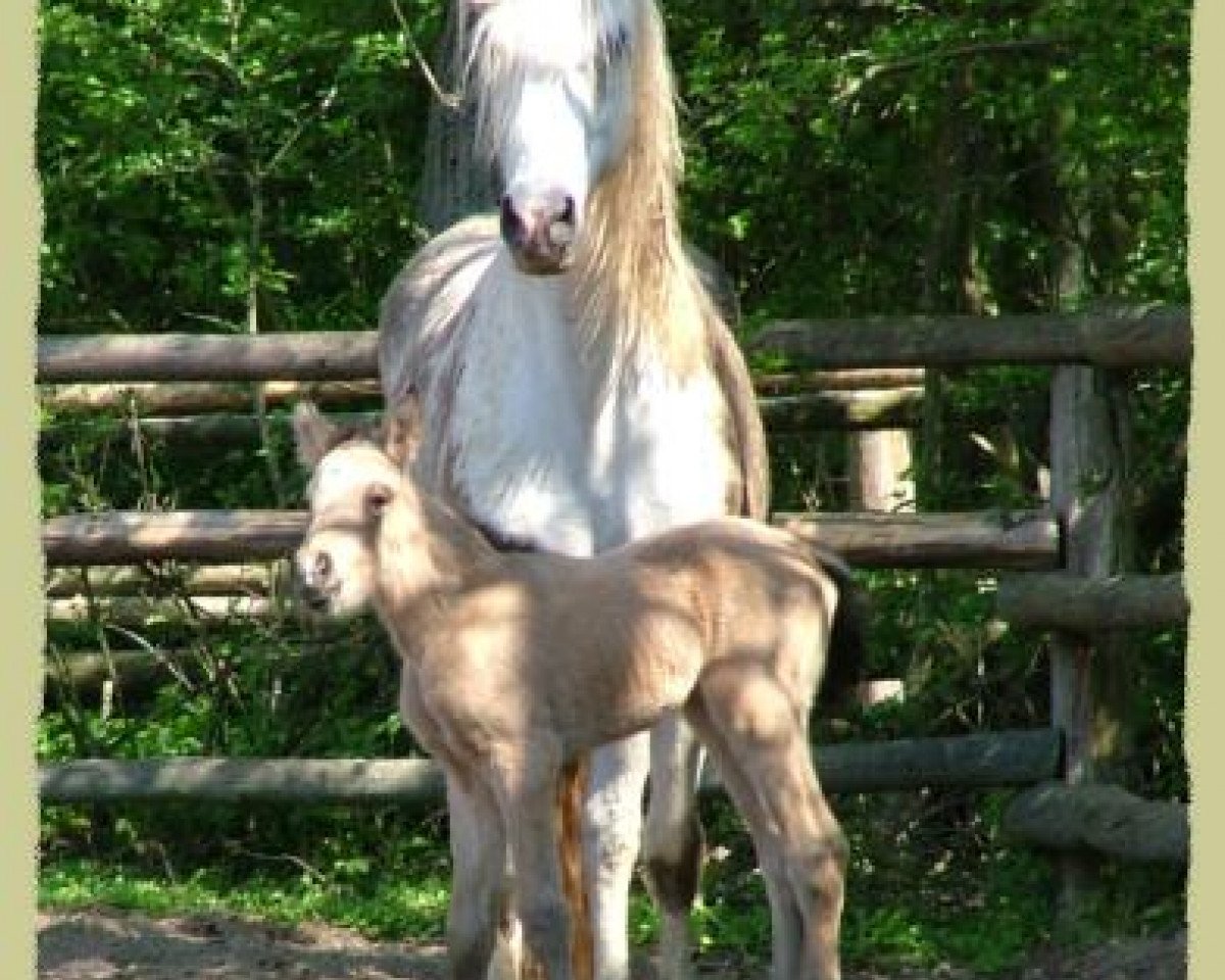 horse Kinzighausen Golden Cheyenne (Connemara Pony, 2005, from Glaskopf Golden Malcolm)