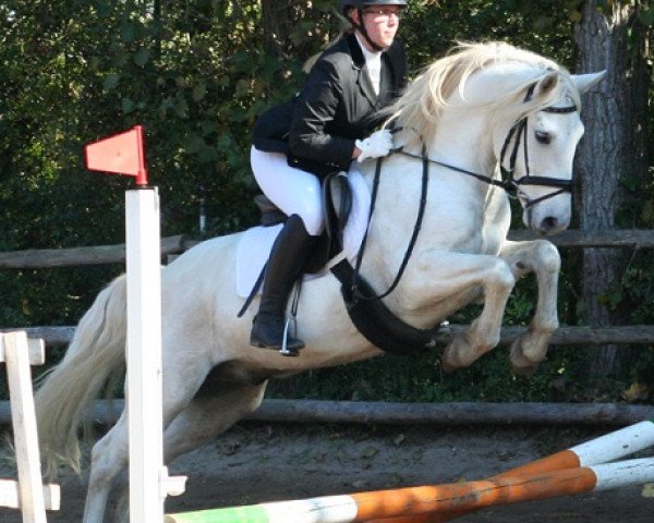 dressage horse Kinzighausen Hazy Mentos (Connemara Pony, 2005, from Frederiksminde Hazy Marvel 8 C)