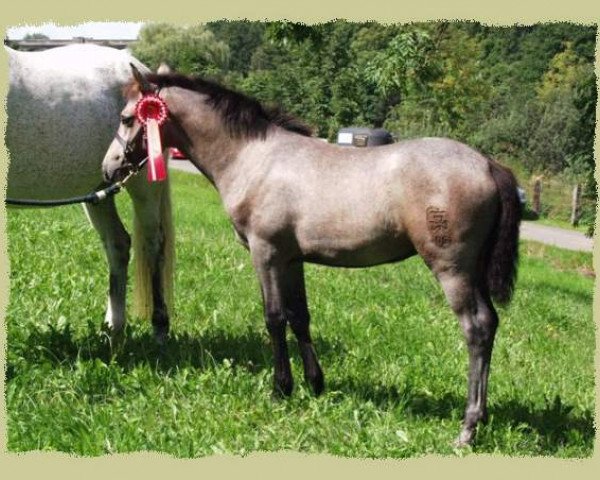 Pferd Kinzighausen Hazy Janell (Connemara-Pony, 2004, von Frederiksminde Hazy Marvel 8 C)
