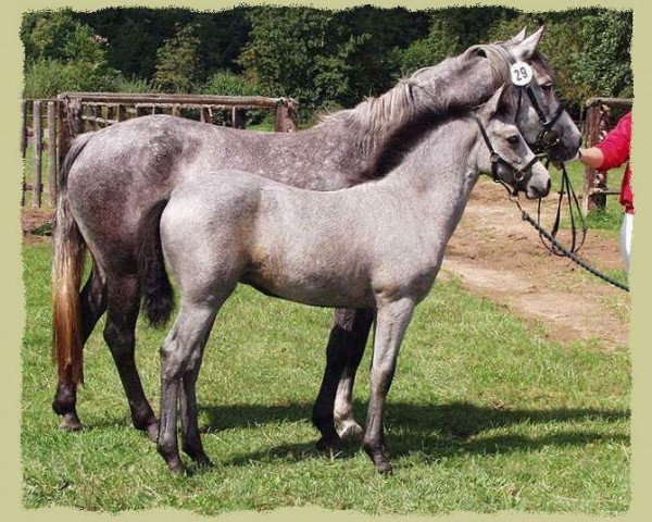 horse Kinzighausen Hazy Maeve (Connemara Pony, 2004, from Frederiksminde Hazy Marvel 8 C)