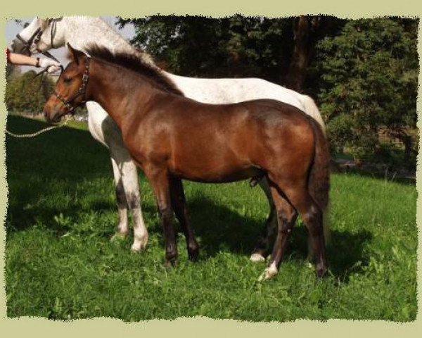 Pferd Kinzighausen Golden Mikado (Connemara-Pony, 2003, von Glaskopf Golden Malcolm)