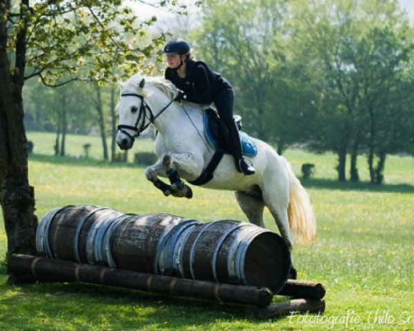 Springpferd Kinzighausen Golden Montelino (Connemara-Pony, 2003, von Glaskopf Golden Merlin)