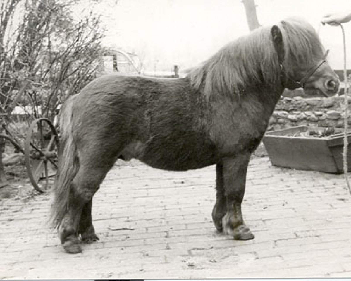 Stallion Nelson de Bibiana (Shetland Pony (under 87 cm), 1973, from Bruintje van de Mariaheide)