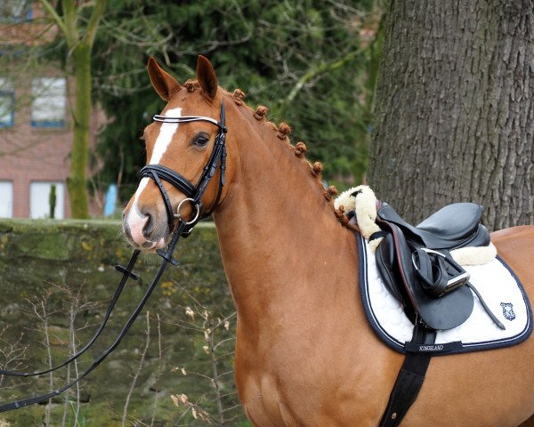 horse Fanny (German Riding Pony, 2011, from Dance On Top)