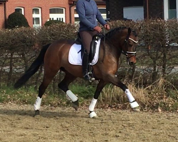 jumper Miss Bachelorette (German Riding Pony, 2011, from Nemax)