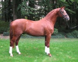 stallion Roberto Cavally (Hanoverian, 2006, from Rotspon)