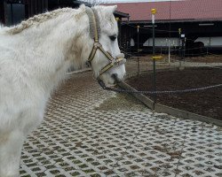 Pferd Moritz 2713 (Pony ohne Rassebezeichnung, 1992)