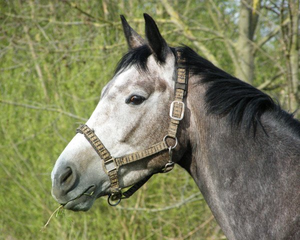 horse Flash Dance (Trakehner, 2009, from Oliver Twist)