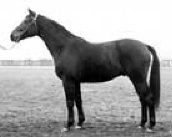 stallion Nello (Swiss Warmblood, 1971, from Nepal) stallion Nello (Swiss Warmblood, 1971, from Nepal)