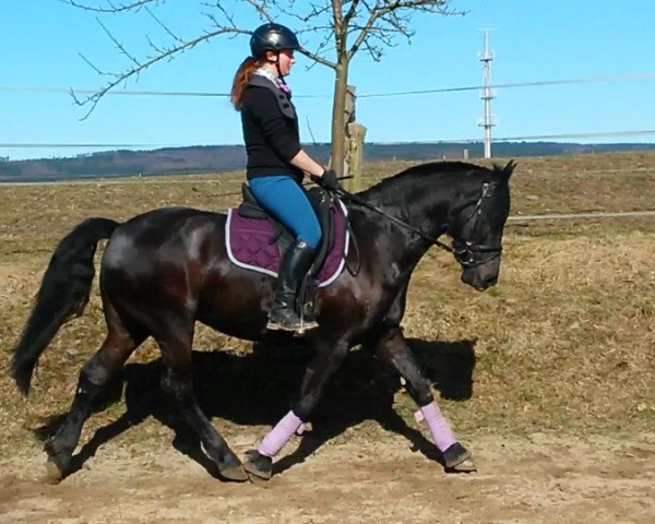 dressage horse Indira 194 (Friesian-Mix, 2006)