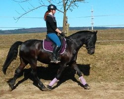 dressage horse Indira 194 (Friesian-Mix, 2006)