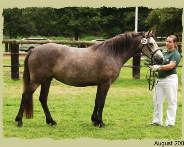 Zuchtstute Kinzighausen Golden Minta (Connemara-Pony, 2003, von Glaskopf Golden Malcolm)