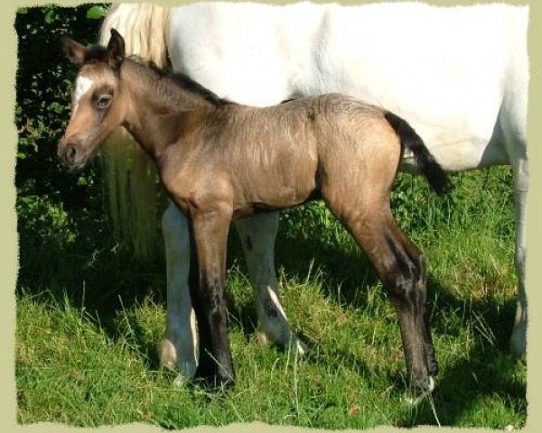 horse Kinzighausen Hazy Mercie (Connemara Pony, 2006, from Frederiksminde Hazy Marvel 8 C)
