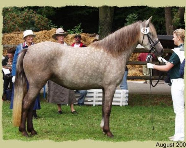 broodmare Kinzighausen Golden Jamie (Connemara Pony, 2003, from Glaskopf Golden Malcolm)