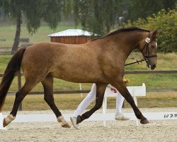 dressage horse Kinzighausen Golden Mezzomix (German Riding Pony, 2003, from Glaskopf Golden Malcolm)