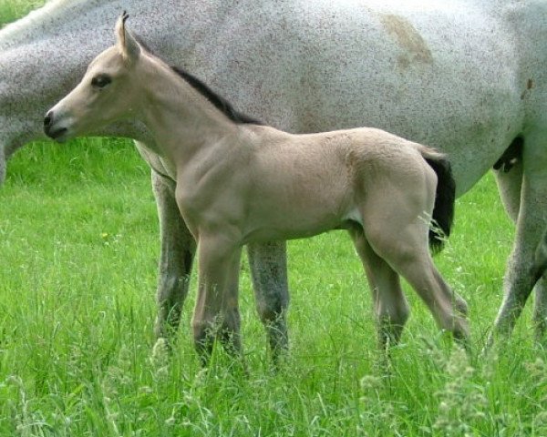 horse Kinzighausen Golden Mathew (Connemara Pony, 2007, from Glaskopf Golden Malcolm)