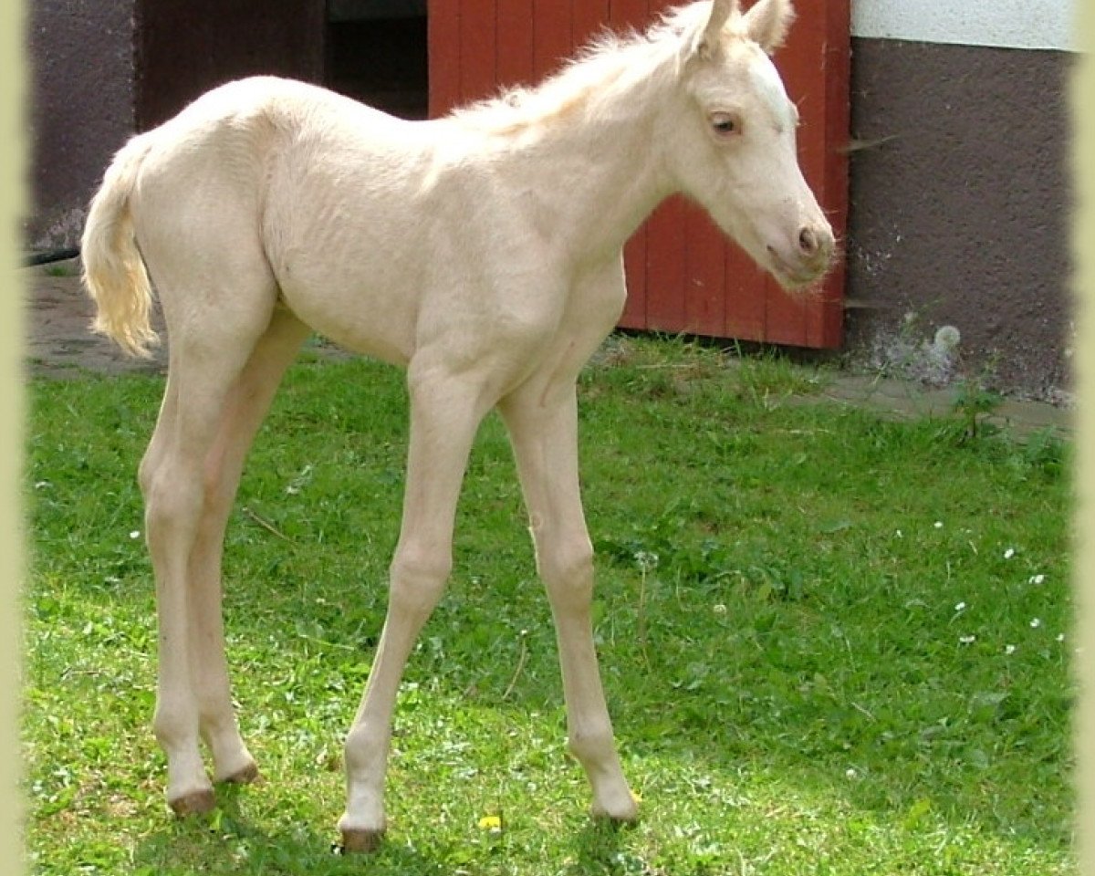 horse Kinzighausen Golden Camille (Connemara Pony, 2009, from Glaskopf Golden Malcolm)