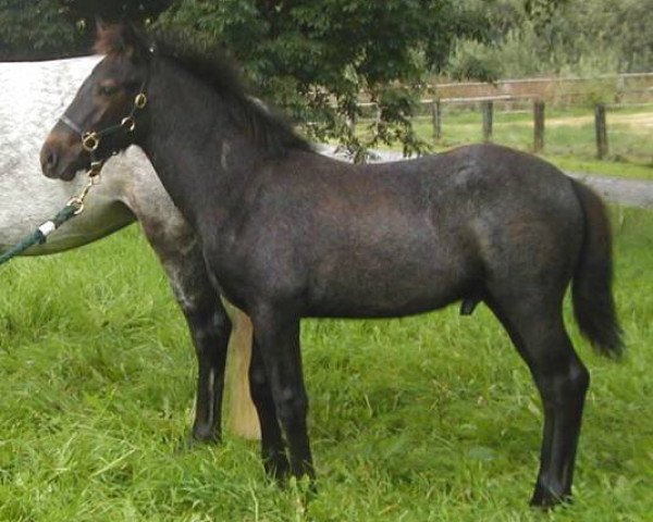 horse Kinzighausen Golden Milton (Connemara Pony, 2002, from Glaskopf Golden Merlin)