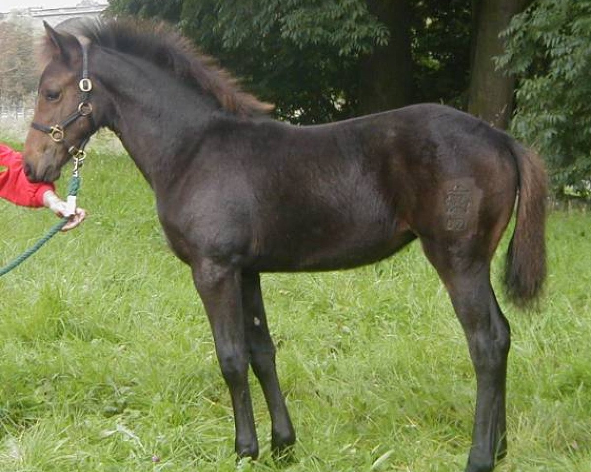 broodmare Kinzighausen Golden Myra (Connemara Pony, 2002, from Glaskopf Golden Merlin)