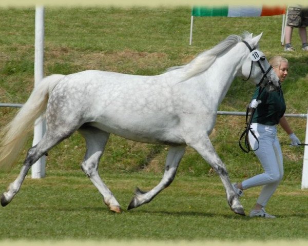 Zuchtstute Kinzighausen Hazy Memory (Connemara-Pony, 2002, von Frederiksminde Hazy Marvel 8 C)