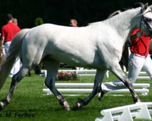 broodmare Kinzighausen Hazy Cecily (Connemara Pony, 2002, from Frederiksminde Hazy Marvel 8 C)