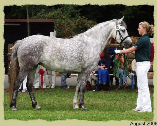 Zuchtstute Kinzighausen Golden Melody (Connemara-Pony, 2000, von Glaskopf Golden Merlin) Zuchtstute Kinzighausen Golden Melody (Connemara-Pony, 2000, von Glaskopf Golden Merlin)