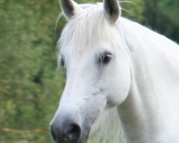 broodmare Kinzighausen Joy (Connemara Pony, 1998, from Finn)