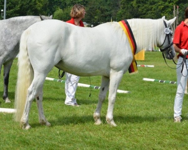 horse Kinzighausen Hazy Jane (Connemara Pony, 2005, from Frederiksminde Hazy Marvel 8 C)