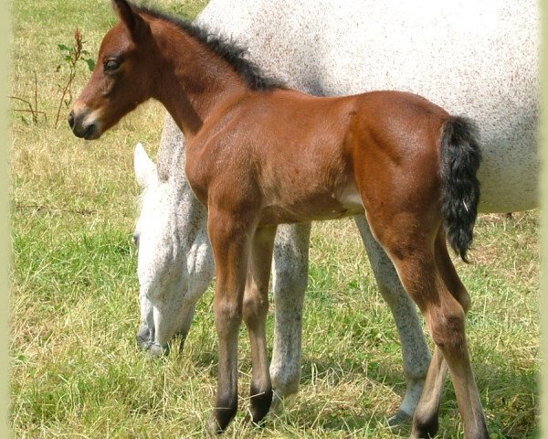 broodmare Kinzighausen Golden Caraluna (Connemara Pony, 2008, from Glaskopf Golden Malcolm)
