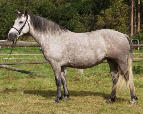 broodmare Kinzighausen Carragh Lassly (Connemara Pony, 1998, from Bruadar) broodmare Kinzighausen Carragh Lassly (Connemara Pony, 1998, from Bruadar)