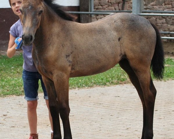 horse Kinzighausen Hazy Cassiopeia (Connemara Pony, 2013, from Kinzighausen Hazy Majesto)
