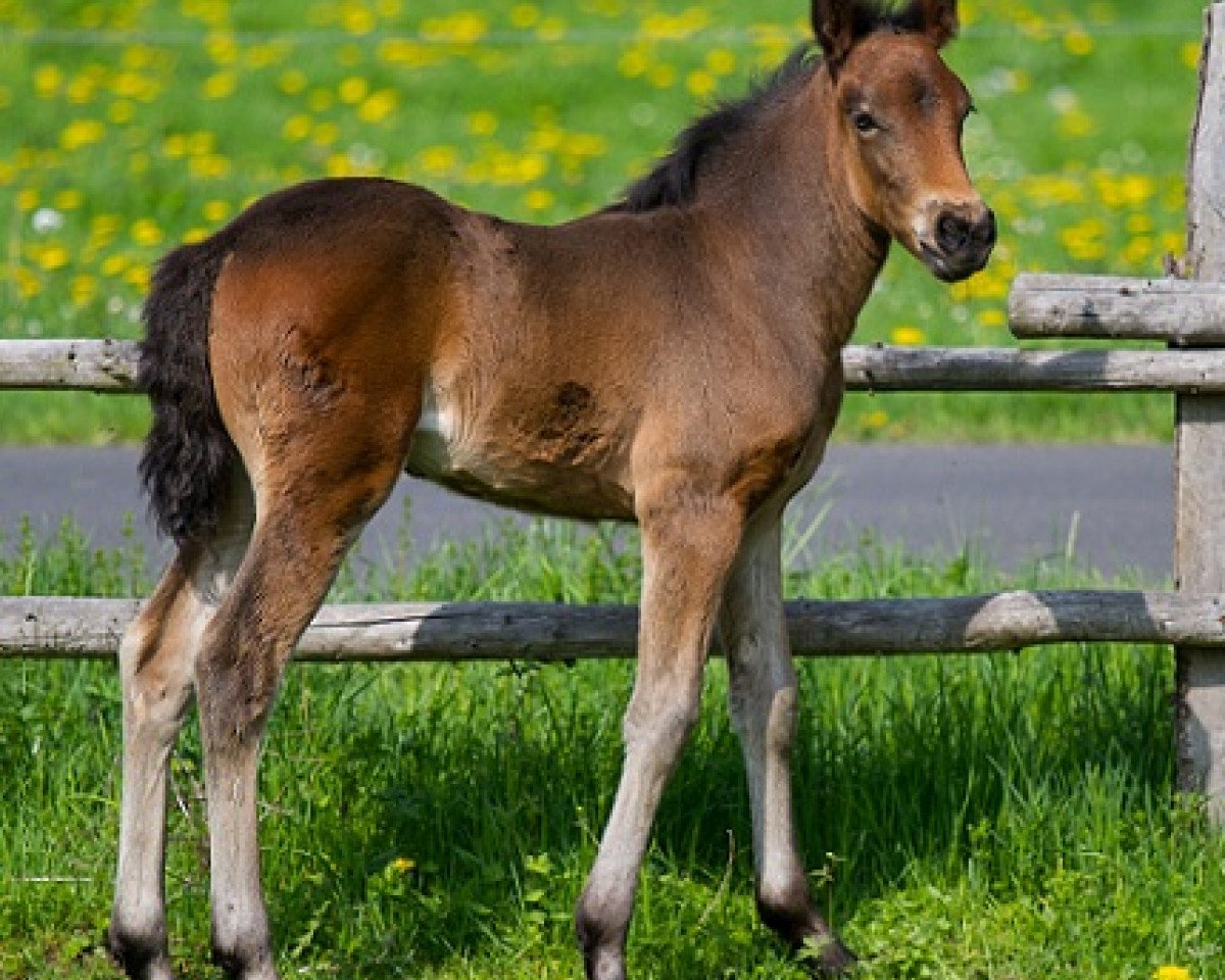 horse Kinzighausen Hazy Catalina (Connemara Pony, 2013, from Kinzighausen Hazy Majesto)