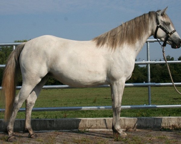 broodmare Kinzighausen Hazy Malena (Connemara Pony, 2011, from Hazy Monty)