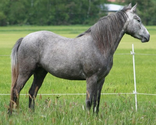 Pferd Kinzighausen Golden Mara (Connemara-Pony, 2011, von Glaskopf Golden Malcolm)