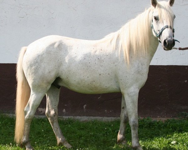 horse Kinzighausen Golden Marlow (Connemara Pony, 2010, from Glaskopf Golden Malcolm)