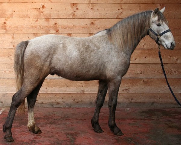 Pferd Kinzighausen Golden Miocento (Connemara-Pony, 2010, von Glaskopf Golden Malcolm)
