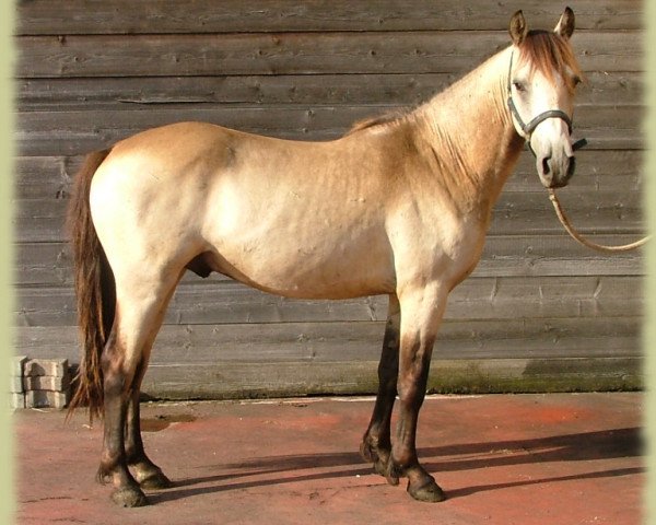 horse Kinzighausen Golden Muskat (Connemara Pony, 2008, from Glaskopf Golden Malcolm)