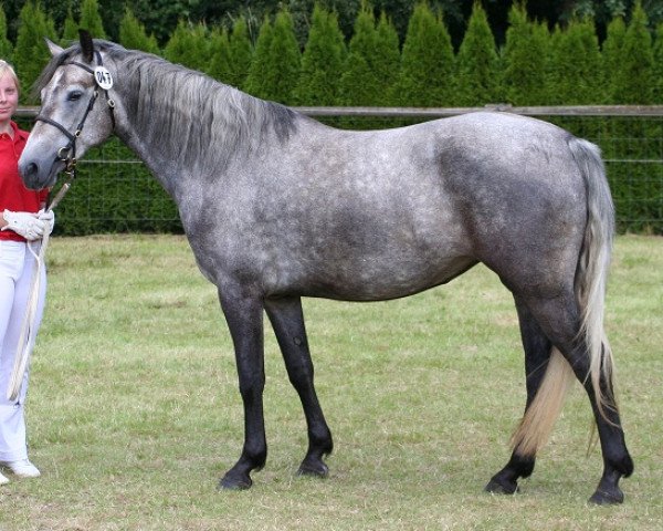 Zuchtstute Kinzighausen Hazy Joyce (Connemara-Pony, 2009, von Frederiksminde Hazy Marvel 8 C)