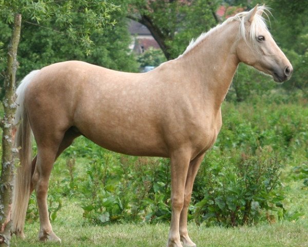 horse Kinzighausen Hazy Genia (Connemara Pony, 2010, from Frederiksminde Hazy Marvel 8 C)