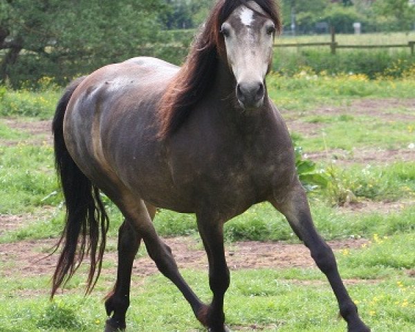 broodmare Kinzighausen Golden Claire (Connemara Pony, 2011, from Glaskopf Golden Malcolm) broodmare Kinzighausen Golden Claire (Connemara Pony, 2011, from Glaskopf Golden Malcolm)