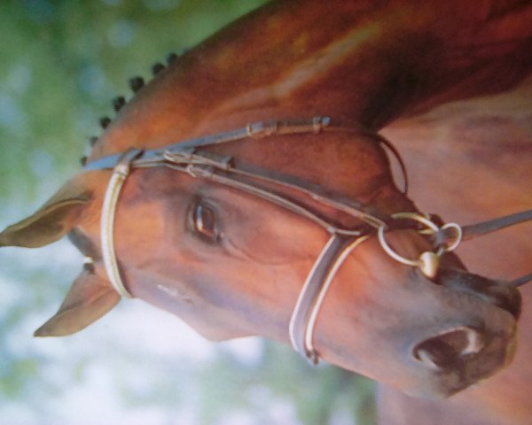 horse Kalmaros (Württemberger, 1988, from Kalman 1213)