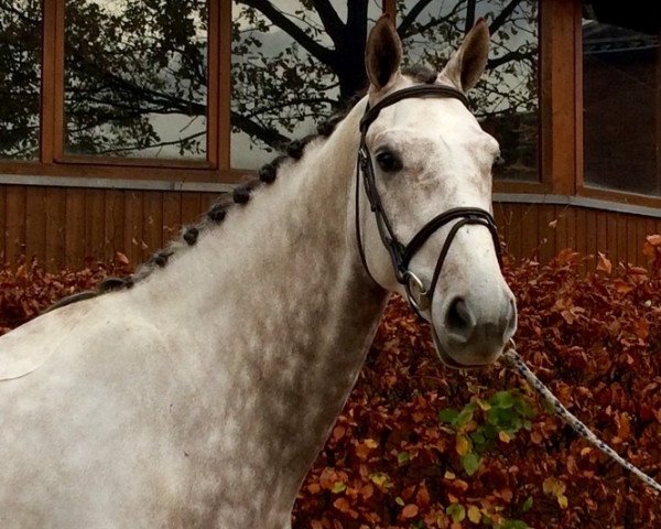 jumper Glossy Carlos (KWPN (Royal Dutch Sporthorse), 2011, from Zirocco Blue)