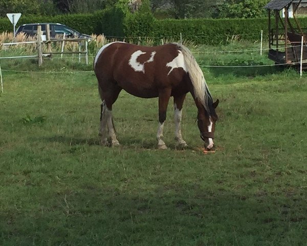 broodmare Madira (Pinto / Pony, 2010, from Matador von der Königsburg)