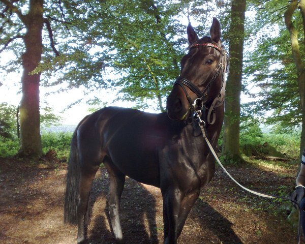 Pferd Scarlett 656 (Oldenburger, 2008, von Jimmie Choo Seq)